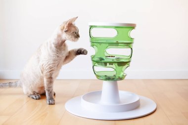 Devon Rex kedisi, kedinin yemek için çalışmasını sağlayarak içgüdülerini harekete geçiren akıllı oyuncak yeşil gıda ağacıyla oynar. Kedi meraklı, aktif ve eğlenceli hissediyor. Ev içi arkaplan