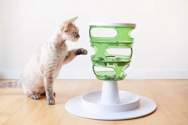 Devon Rex cat plays with smart toy Green color food tree - which stimulates instinct by enticing feline to work for the food. Cat feels curios,  active and entertained. Home interior background