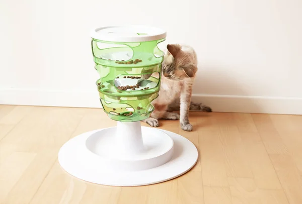 Playful cat is touching and punching food with paw. Entertaining, mental challenge game for your cat - green color tree, can be used for daily feeding with dry food and snacks. Slow feeder toy.