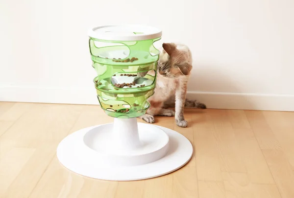 Oyuncu kedi pençesiyle yiyeceğe dokunup yumrukluyor. Kediniz için eğlenceli, zihinsel meydan okuma oyunu - yeşil renk ağacı, günlük kuru yiyecek ve atıştırmalıklarla beslenmek için kullanılabilir. Yavaş besleyici oyuncak.