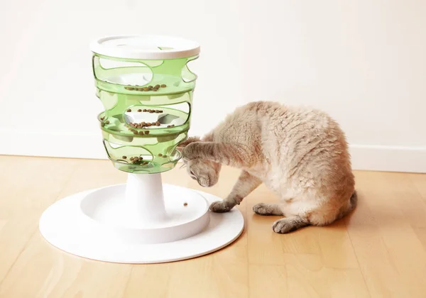 Playful Devon Rex cat is touching and punching dry food with paw. Interactive Cat Toy Slow Feeder- IQ Training Toy, Treat Boredom Green color tower toy for domestic cats. Entertaining challenge game.