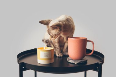 İşten sonra evde dinleniyorum. Seramik bardaktan çay içmek, mum ışığı ve aromaterapinin tadını çıkarmak. Evde kediyle dinlenmek. Doğal ışık