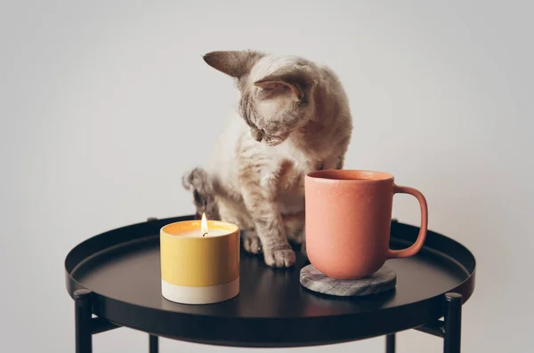 집에서 세라믹 컵에서 마시고 요법을 즐긴다 고양이 집에서 자연광 — 스톡 사진