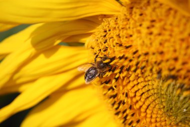 Arı bal ayçiçeği toplar