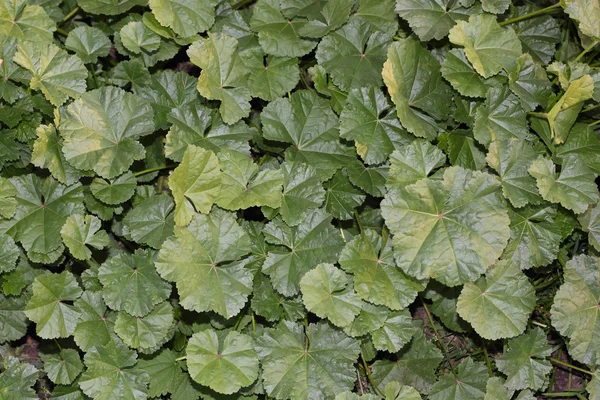 Muchas hojas de mostaza verde —  Fotos de Stock