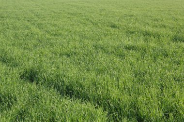 yeşil çim arka plan