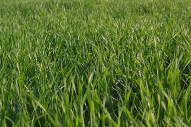 Genç akşam güneşi tarafından renkli çimen yeşil