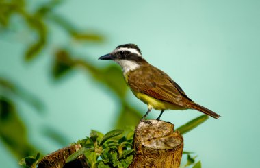 Daha az Kiskadee (Pitangus lictor)