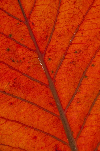 Texture des feuilles gros plan . — Photo