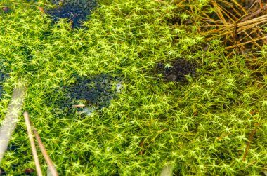 Yaklaş, doğal ortamda kurbağa yumurtası. Alanın Seçili Koyu.