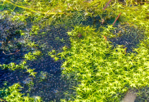 Close up , frog spawn in natural environment . Selected Deep of Field.