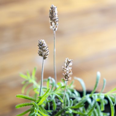 Ahşap arka plan üzerinde kuru lavanta çiçekleri. Seçili bir çiçek odaklanmak.