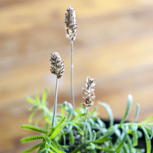 Ahşap arka plan üzerinde kuru lavanta çiçekleri. Seçili bir çiçek odaklanmak.