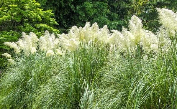 Okrasné trávy. Pampas grass. — Stock fotografie