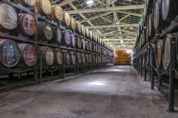 Cachaca. Brazilian rum  barrels in the cellar. — Stock Photo, Image