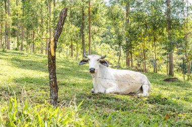Brazilian bull in a pasture. clipart