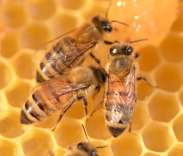 Arılarda bal peteğindeki arılara yakın çekim