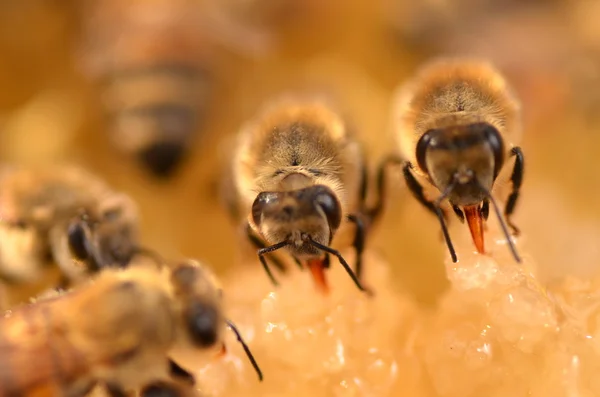 Zbliżenie pszczół na plastrze miodu w pasiece — Zdjęcie stockowe