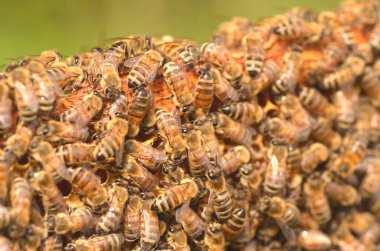 Arılarda bal peteğindeki arılara yakın çekim