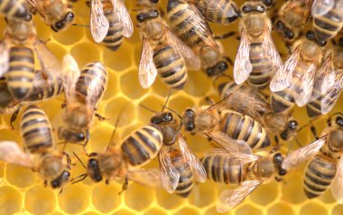 Arılarda bal peteğindeki arılara yakın çekim