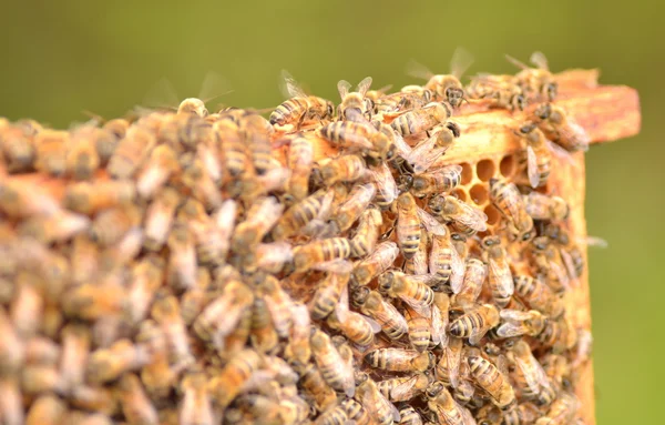 Primer plano de las abejas en panal en colmenar — Foto de Stock