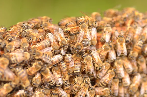 ミツバチの巣をアピアの巣に閉じ込めて — ストック写真