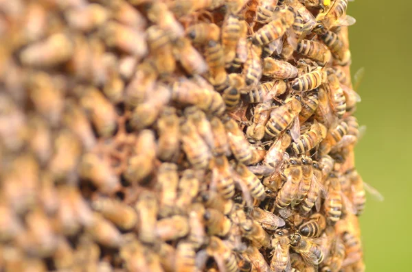 Closeup of bees on honeycomb in apiary — Stock Photo, Image