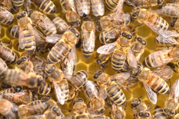 Nahaufnahme von Bienen auf Bienenwaben im Bienenhaus — Stockfoto