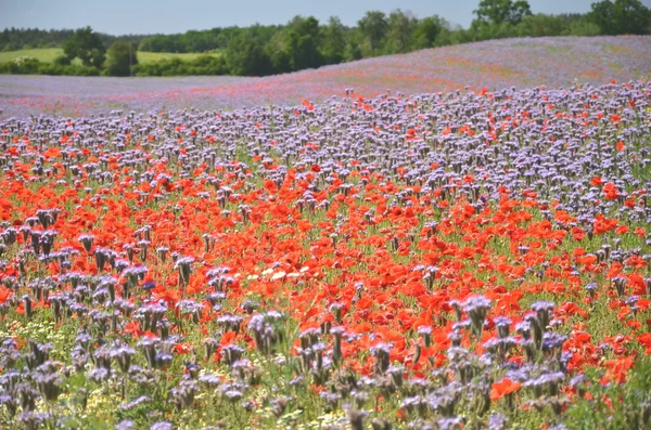 Hermoso campo de verano de phacelia y flores de semillas de amapola en Polonia — Foto de Stock