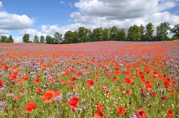 ポーランドの phacelia とケシの種子花の美しい夏の田園地帯フィールド — ストック写真