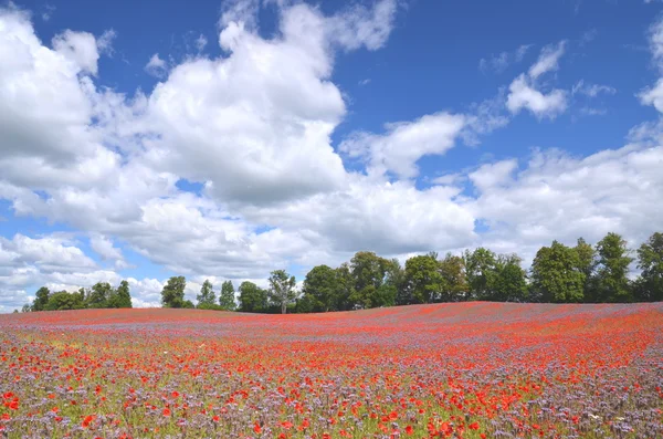 Hermoso campo de verano de phacelia y flores de semillas de amapola en Polonia — Foto de Stock