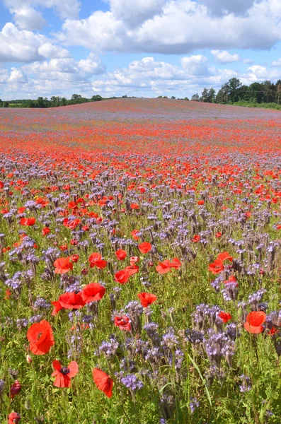 ポーランドの phacelia とケシの種子花の美しい夏の田園地帯フィールド — ストック写真