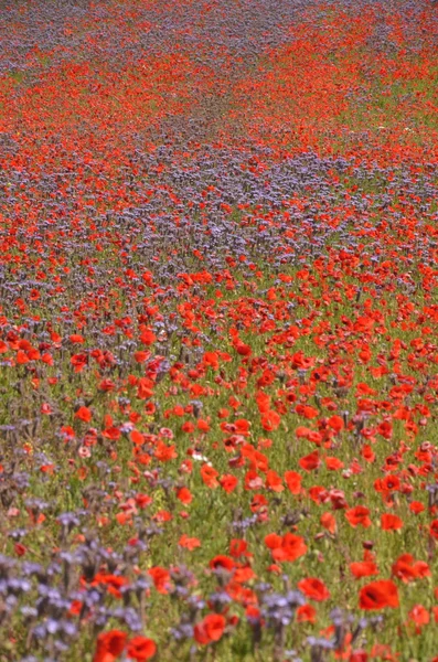 Beautiful summer countryside field of phacelia and poppy seed flowers in Poland