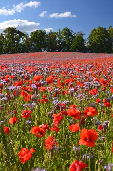 ポーランドの phacelia とケシの種子花の美しい夏の田園地帯フィールド — ストック写真