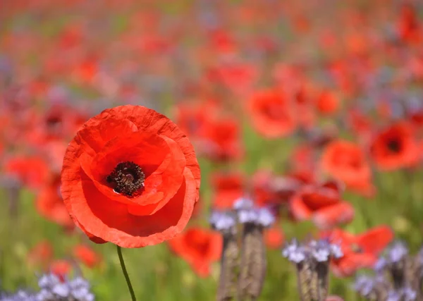 Bella campagna estiva campo di phacelia e fiori di semi di papavero in Polonia — Foto Stock