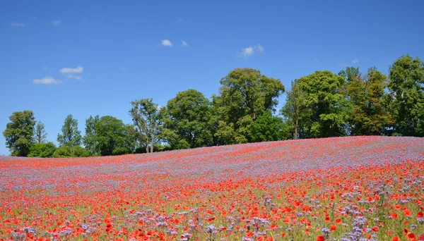 Hermoso campo de verano de phacelia y flores de semillas de amapola en Polonia — Foto de Stock