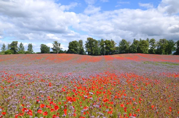 Hermoso campo de verano de phacelia y flores de semillas de amapola en Polonia — Foto de Stock