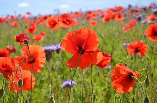 ポーランドの phacelia とケシの種子花の美しい夏の田園地帯フィールド — ストック写真