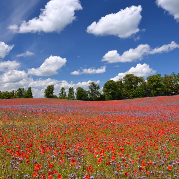 Hermoso campo de verano de phacelia y flores de semillas de amapola en Polonia — Foto de Stock