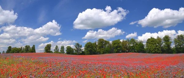 ポーランドの phacelia とケシの種子花の美しい夏の田舎畑のパノラマ ビュー — ストック写真