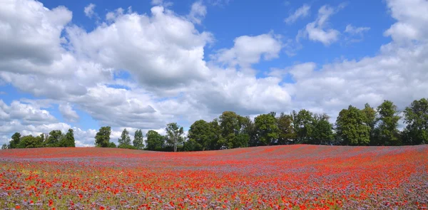 Панорамний вид на красиву літню сільській місцевості поле Фацелія і Мак насіння квітів у Польщі — стокове фото