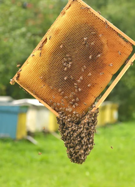 Enjambre de abejas en panal en colmenar — Foto de Stock