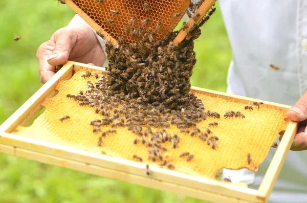 Enxame de abelhas em favo de mel em apiário — Fotografia de Stock