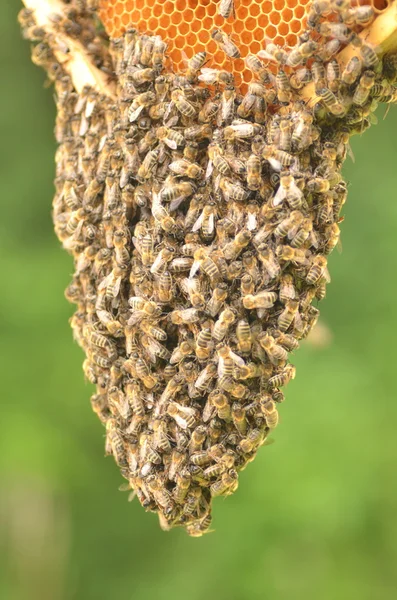 Enxame de abelhas em favo de mel em apiário — Fotografia de Stock