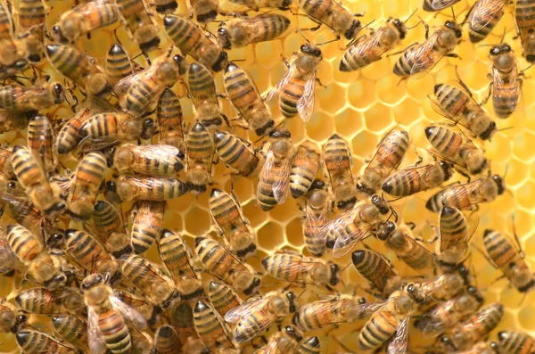 Bees on honeycomb in apiary — Stock Photo, Image