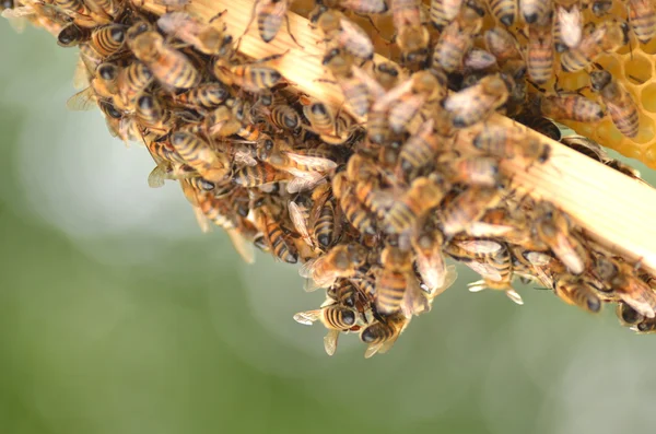 Пчелы на сотах в пасеке — стоковое фото