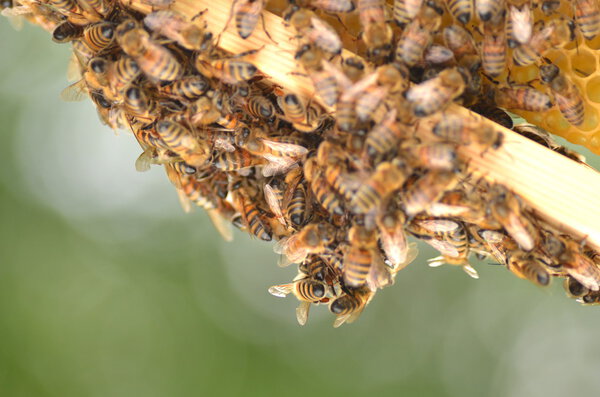 bees on honeycomb in apiary