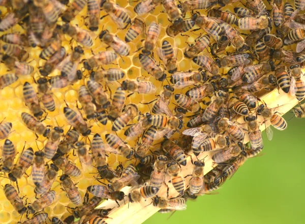 Abejas en panal en colmenar —  Fotos de Stock