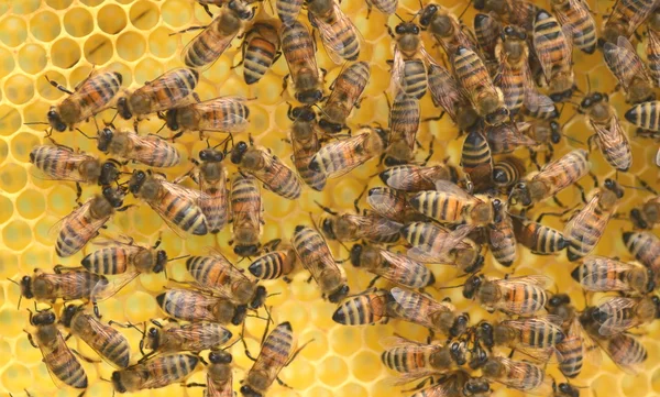Bees on honeycomb in apiary — Stock Photo, Image