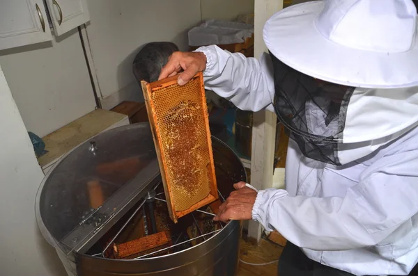 Apicultor poner panal en dispositivo de extracción de miel durante la cosecha de miel —  Fotos de Stock